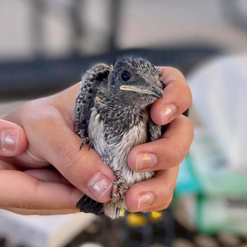 Bird Banding time! Bird Banding time!